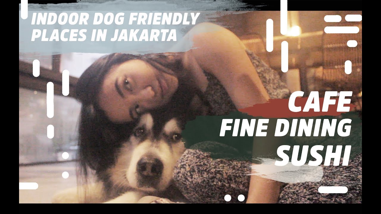 BEST INDOOR DOG FRIENDLY PLACES IN JAKARTA - YouTube