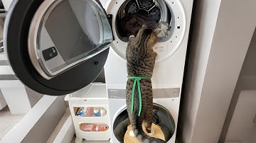 Wanneer je de hardst werkende kat ter wereld bezit (deel 2)