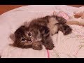 fluffy kitten