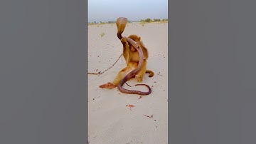 Amazing snake and monkey playing #shortsfeed #kingcobra