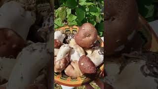 Harvesting edible mushrooms from our food forest garden in South West Scotland (end of May 2026)