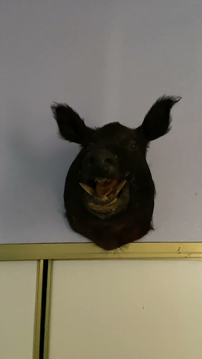 My Dad Killed this Boar in 1989. I hung it up in my room July 4th 2025. Happy 4th of July!!!!!!!