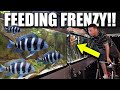 DIY FISH FOOD for AQUARIUM! (Homemade) - the king of DIY