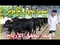 مشروع تسمين عجول الجاموس مع د السيد الطوخي وكيف تحقق اعلي تحويل واعلي أرباح وأفضل خلطة علف للجاموس مشروع تسمين عجول الجاموس مع د السيد الطوخي وكيف تحقق اعلي تحويل واعلي أرباح وأفضل خلطة علف للجاموس