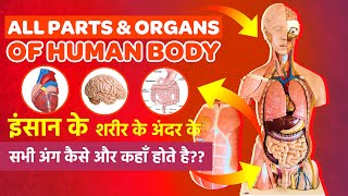 इंसान के शरीर के अन्दर के सभी अंग कैसे और कहाँ होते है | HEART, LUNG, LIVER KIDNEY OF HUMAN BODY