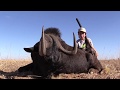 Black Wildebeest hunt | Gateway To Africa Safaris