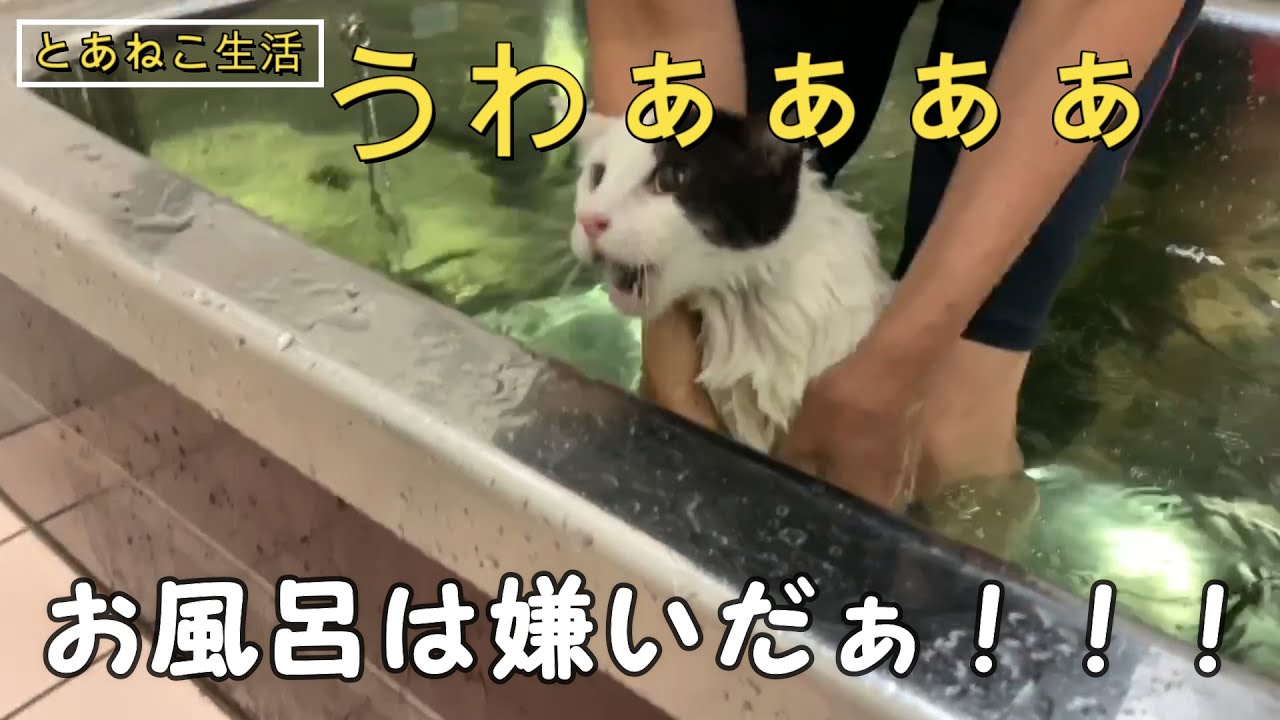 お風呂嫌いのねこがお風呂に入ったらバーサク状態になった 驚愕 Youtube