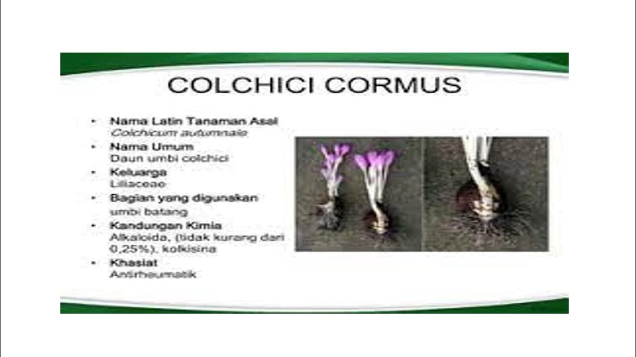 Bulbus, Cormus, Lignum, Caulis dan Tuber - YouTube