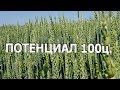 Потенциал 100ц. Европейские поля с пшеницей на Донетчине.