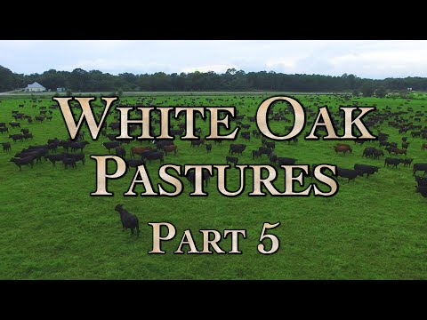 White Oak Pastures: A Model Regenerative Farm Part 5
