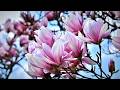 Beautiful Relaxing Music🌿Whispers of Spring🌸