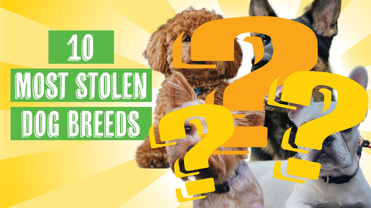 Find Out Which Dog Breeds Are Most Stolen by Thieves How to Keep Your