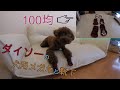 ダイソー(100均)で買った犬用メガネと靴下を装着してみた(#^^#)