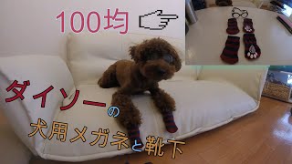 ダイソー(100均)で買った犬用メガネと靴下を装着してみた(#^^#)