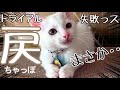 【戻】ゴミ置き場で三日間1人ぽっちで鳴き続けた保護仔猫『ちゃっぽ』里親トライアル失敗!・『ちゃっぽ』戻ってくる・ディノチュール!・里親大募集中!