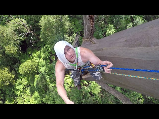 Big tree climbing in Australia using a [Rope Runner Pro] Part 1 