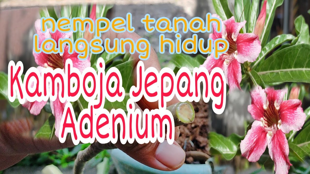 Kamboja Jepang /Adenium,cara menanam Adenium mudah banget dg cara stek