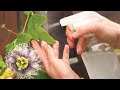 Castile soap spray for garden pests