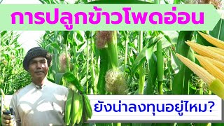 การปลูกข้าวโพดอ่อน ยังน่าลงทุนอยู่ไหม?