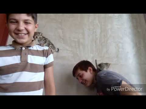 რა გინდა შეცდომების კოლაჯი