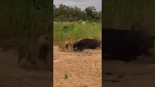 جاموس برى ضد اسد معركه قويه وشرسه Wild buffalo against a lion