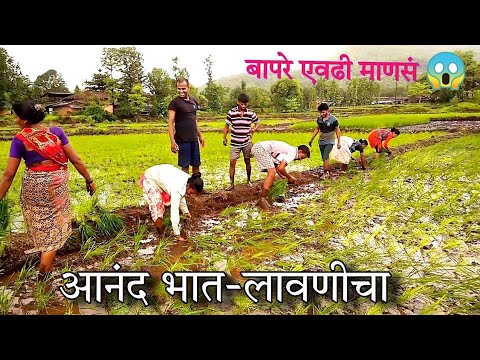 Vlogger Rice Rice Farming | 4 तासात लावणी संपली 😄 | Vlogger | Rice Farming | Kokan ...