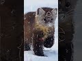 Pine marten! 🐾#pinemarten #favanimal