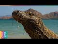 El dragón de Komodo es un  animal feroz y que nunca podrías escapar de él