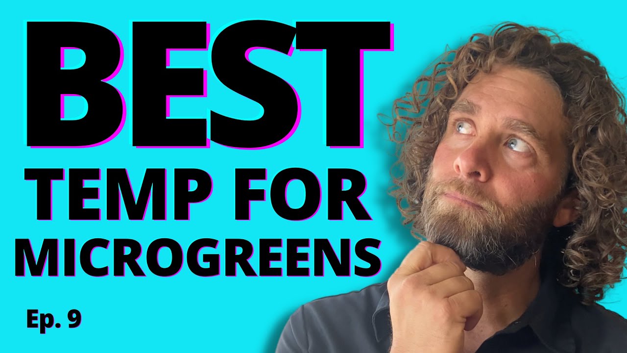 Ep. 9 WHAT'S THE BEST TEMPERATURE FOR GROWING MICROGREENS YouTube