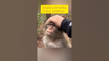 emang mirip monyet #ngakak #ngakak #funny #memes #monkey