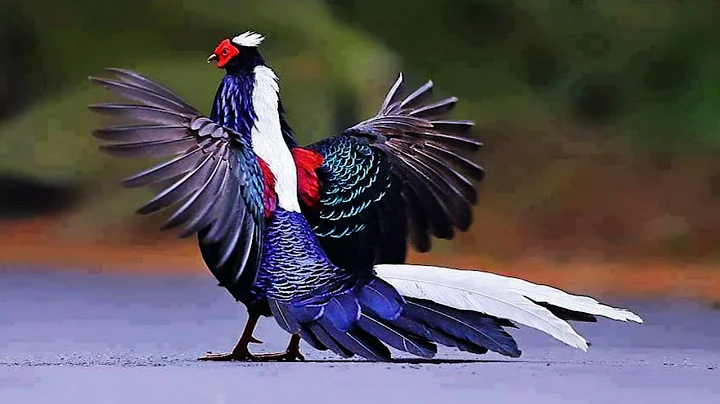 10 Most Beautiful Pheasants In The World - DayDayNews