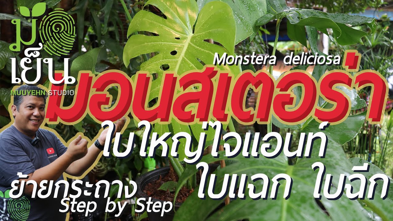 มอนสเตอร่า ใบใหญ่ไจแอนท์ ใบแฉกฉีก ไม้กระถางก็ดี มีไว้เลื้อยต้นไม้ก็งามร่มรื่น Monstera deliciosa