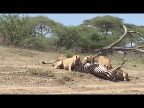 Video: Wilderness Tsav-Tshaj Safari hauv Gentry Arkansas