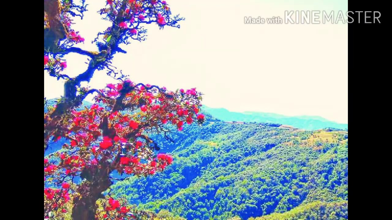 ချင်းတောင်ဇလပ်