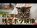 ボツになっちゃった素材、公開します… Unused clips that didn’t make it…