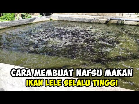 Cara Membuat Ikan Nafsu Makan