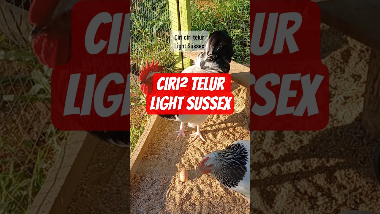 🐓Light Sussex. Ciri² telur. 