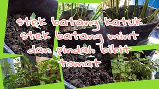 STEK BATANG KATUK//STEK BATANG MINT//SEMAI BIJI TOMAT #belajarbertanam#belajarberkebun#tanaman
