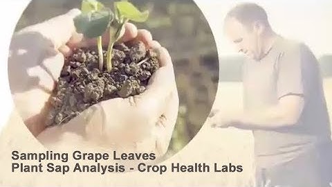 Plant Sap Analysis - Sampling Grape Leaves - Crop Health Labs