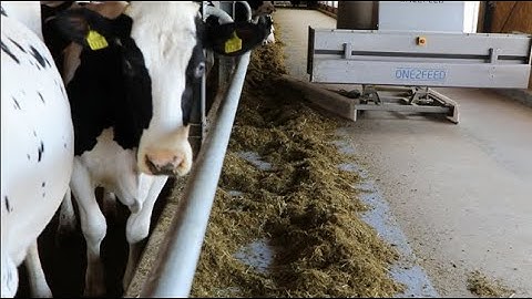 Automatische Fütterungssysteme - One2Feed