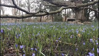 Virtual Garden Tour: March 16, 2021