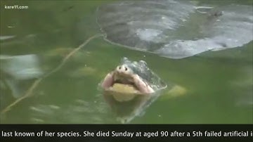 Yangtze Turtle Doomed to Extinction?