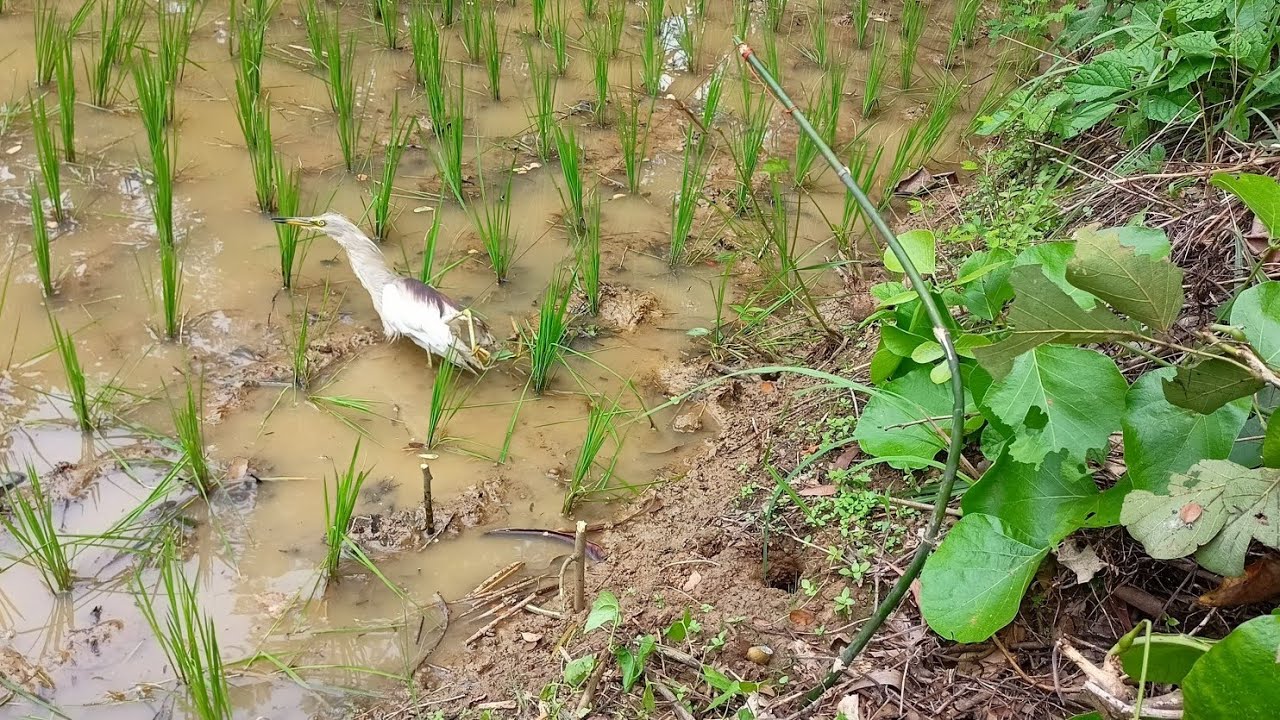 Bird Hunting Skill Bird Trap of catching bird bird trap video Bok ...