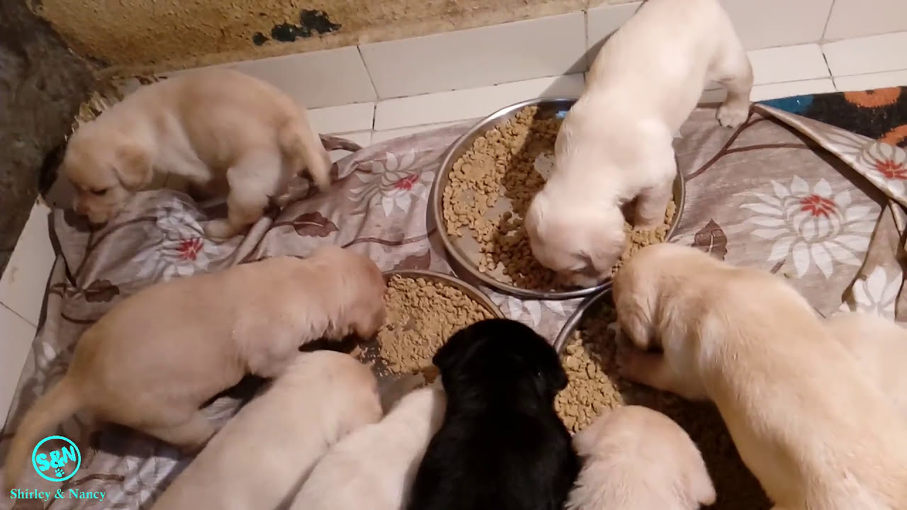 food eating puppies and playing day 23