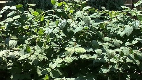 Landscape Planning & Environmental Impact Design : Landscaping Ideas