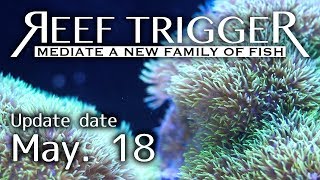 沖縄産スターポリプ メタリックグリーン Mサイズ[S0518-1]REEF-TRIGGER
