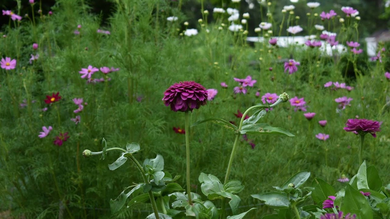 How to space annuals in a cut flower garden //Northlawn Flower Farm