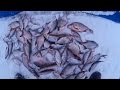 Зимняя рыбалка на Яузском Водохранилище. Бешеный клев. Winter fishing on the Yauza Reservoir.