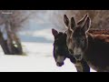 Guard Donkeys Sent To Protect Northern Colorado Cow Herd From Wolves 