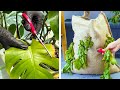 Hacks de plantas inteligentes para melhorar sua habilidade de jardinagem